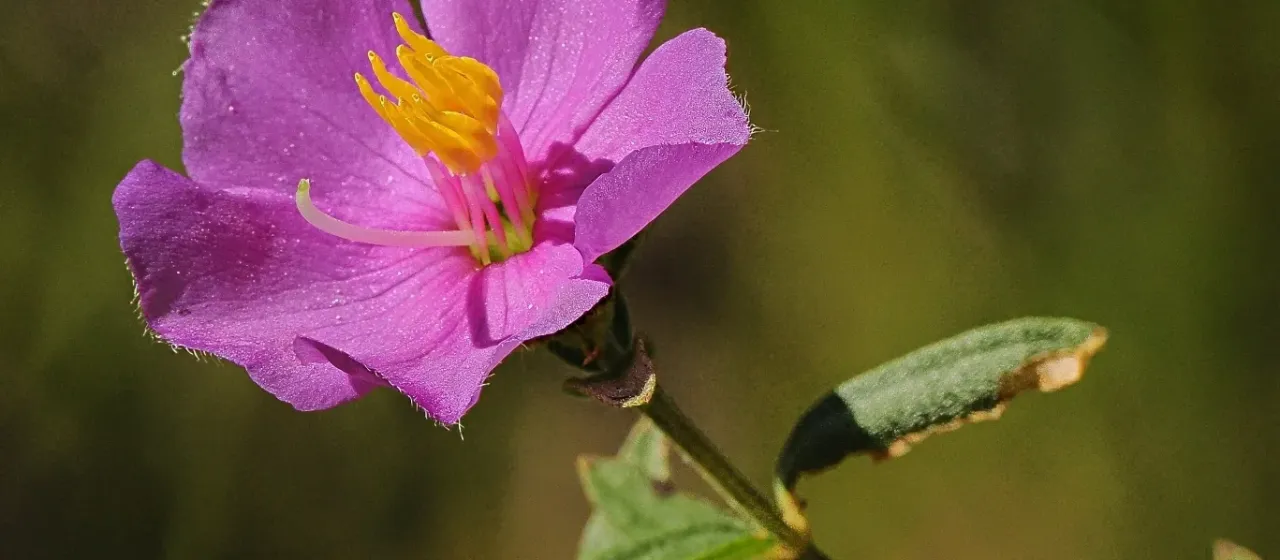 Osbeckia australiana