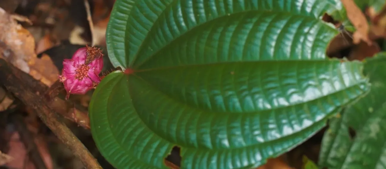 Phyllagathis rotundifolia