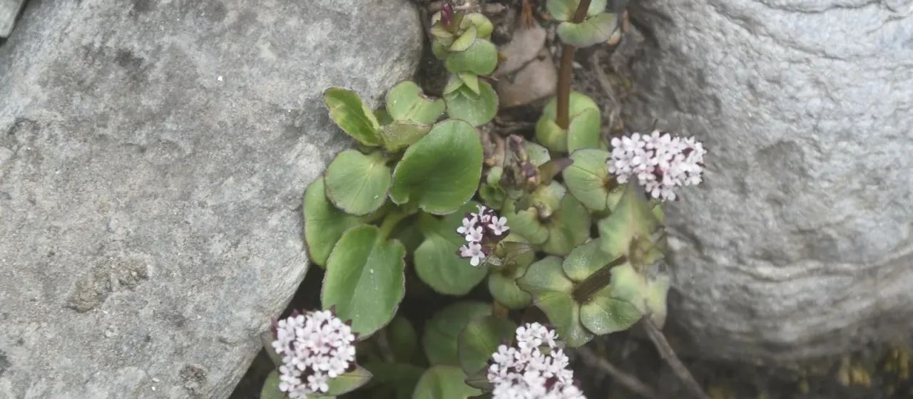 Valeriana pyrolifolia