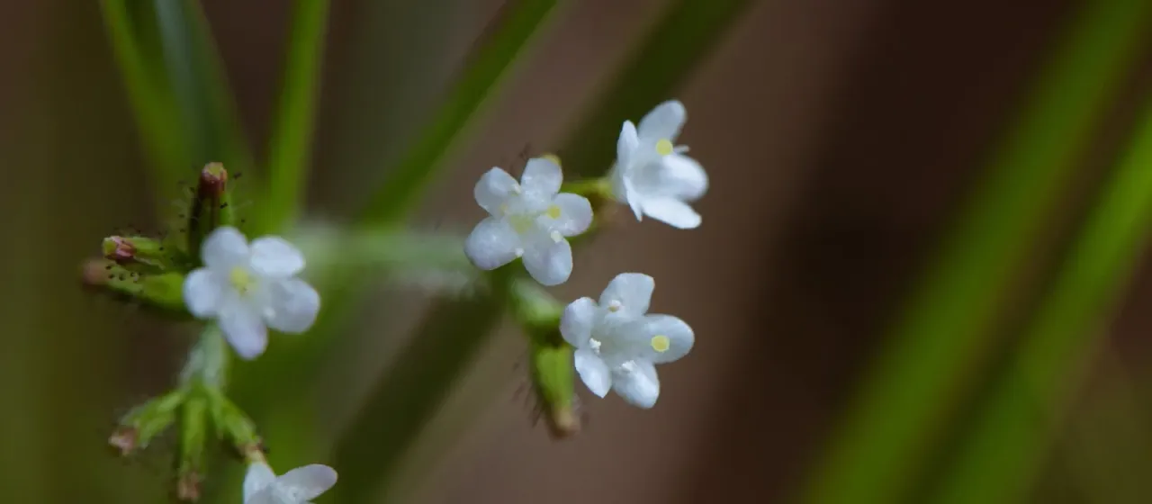 Triplostegia glandulifera