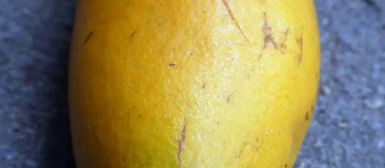 Endiandra microneura