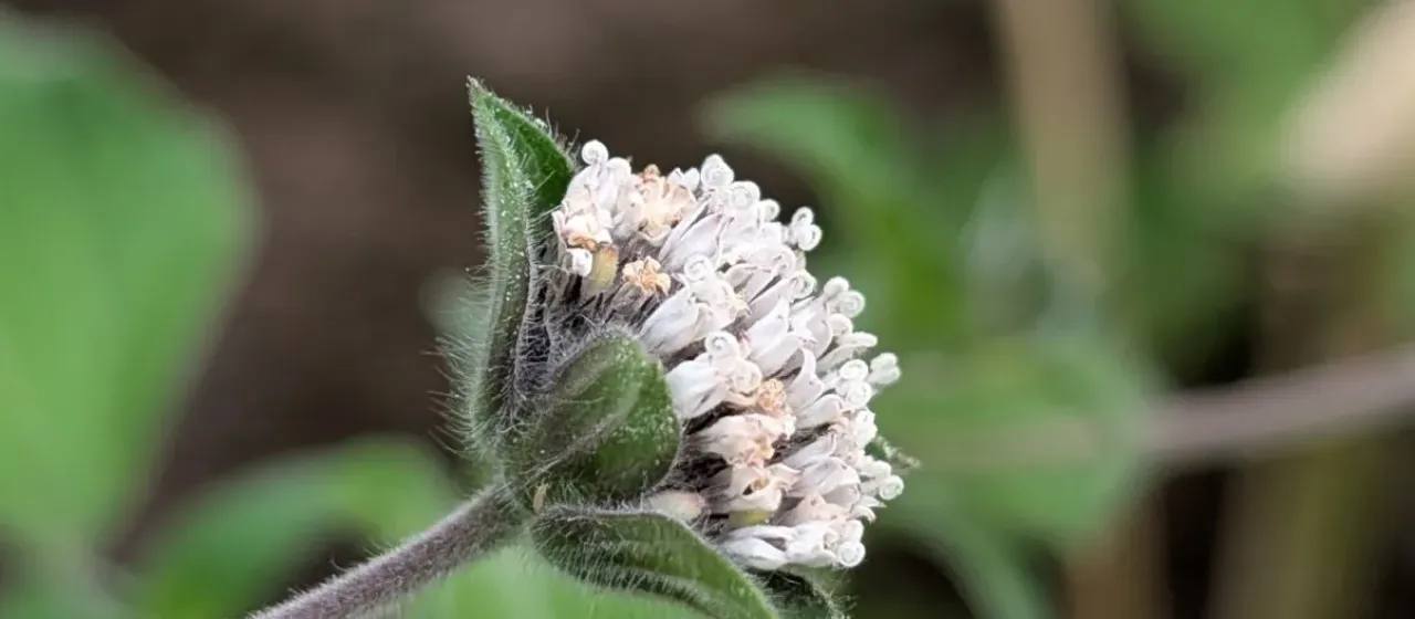Soft lagascea