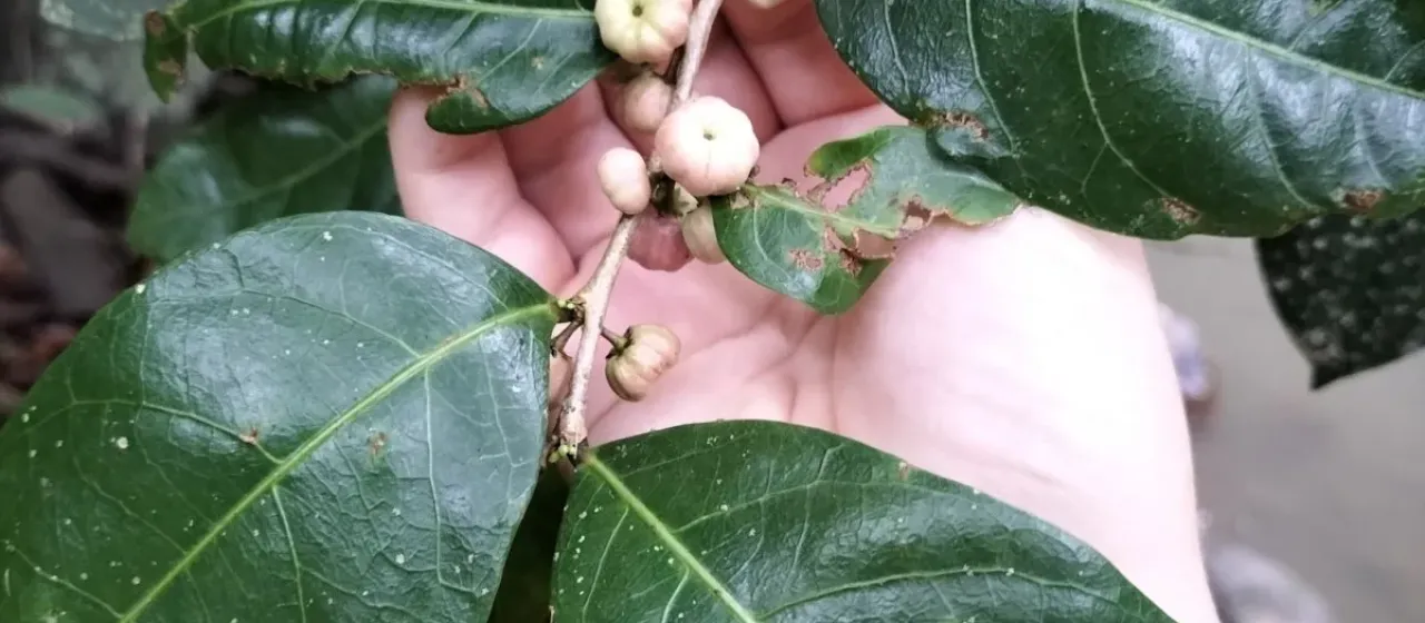 Glochidion harveyanum