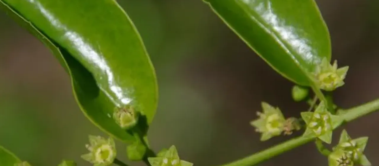 Rhamnella vitiensis