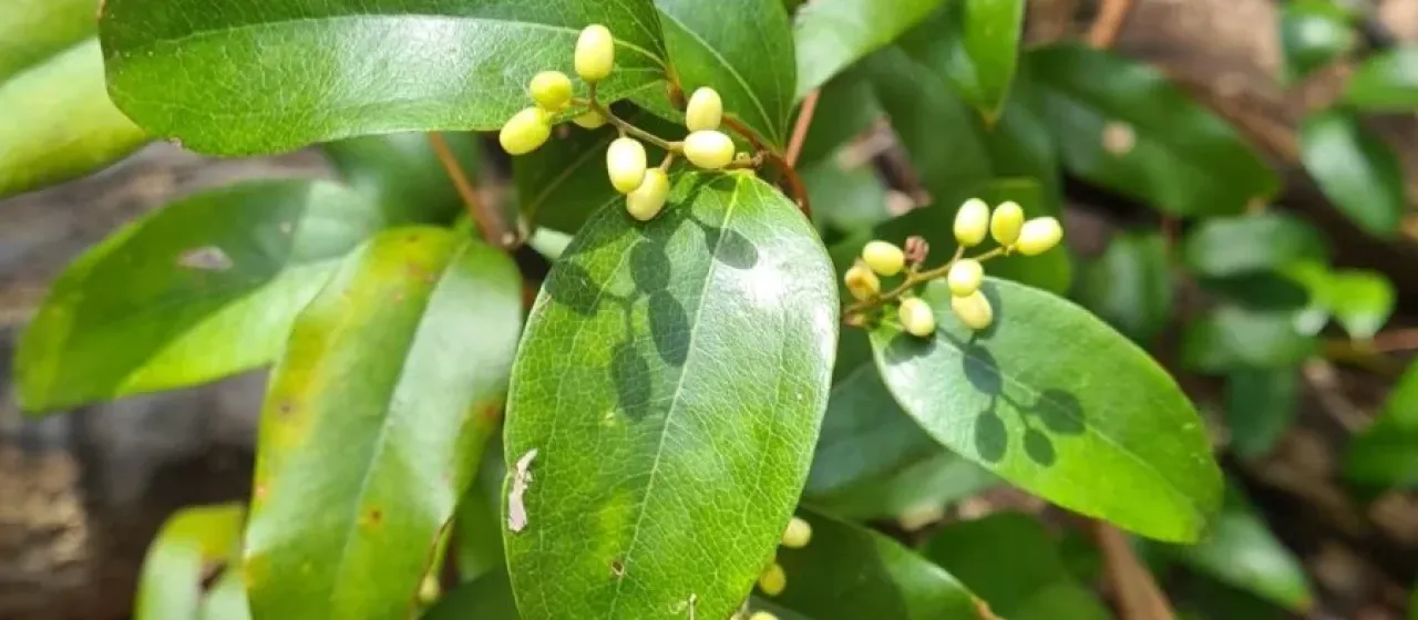 Ripogonum album