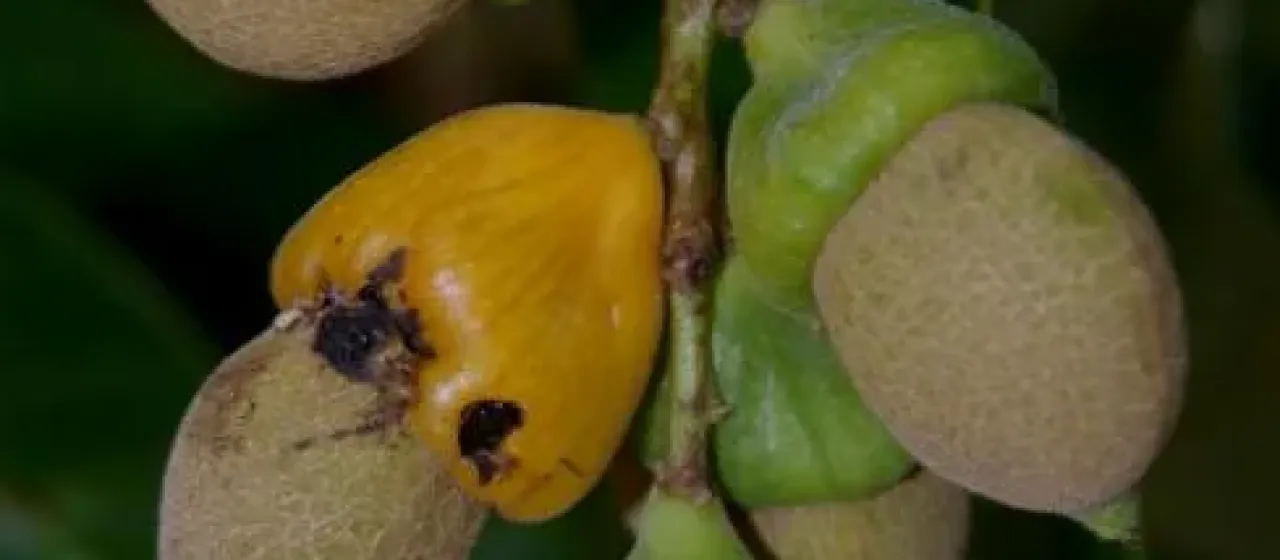 Semecarpus australiensis