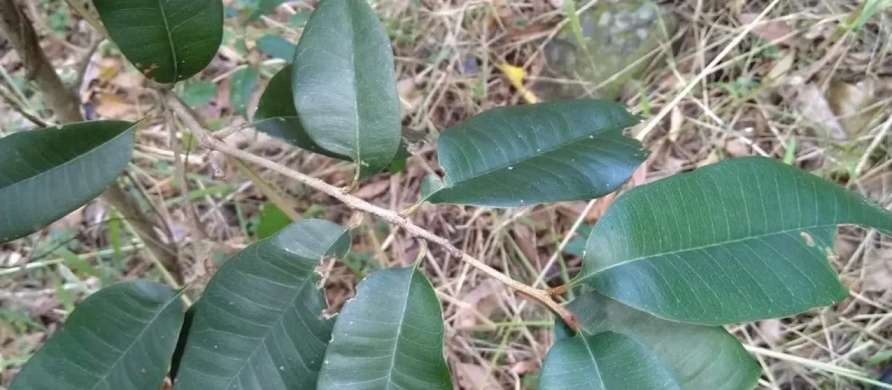 Amorphospermum antilogum