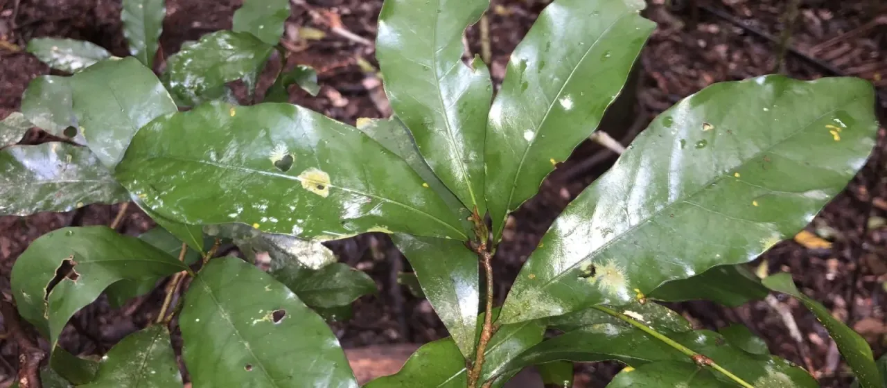 Blush walnut