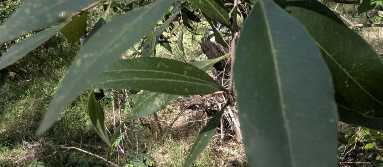 Long-leaved mock-olive