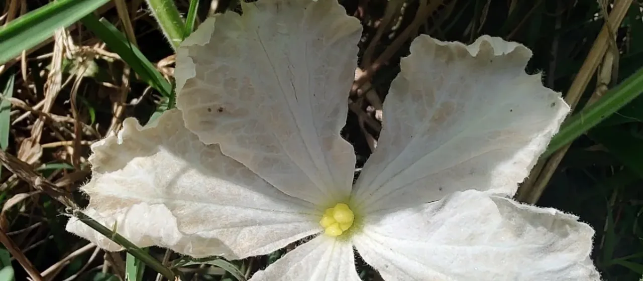 Bottle gourd