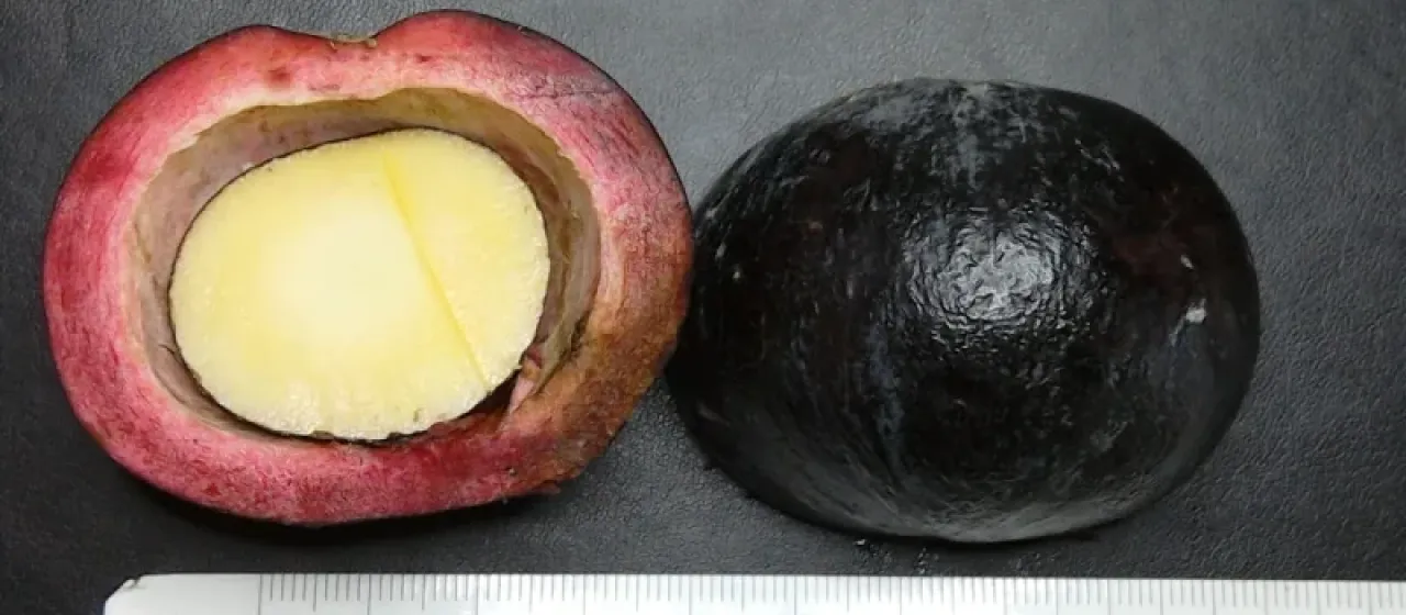 Niemeyera prunifera