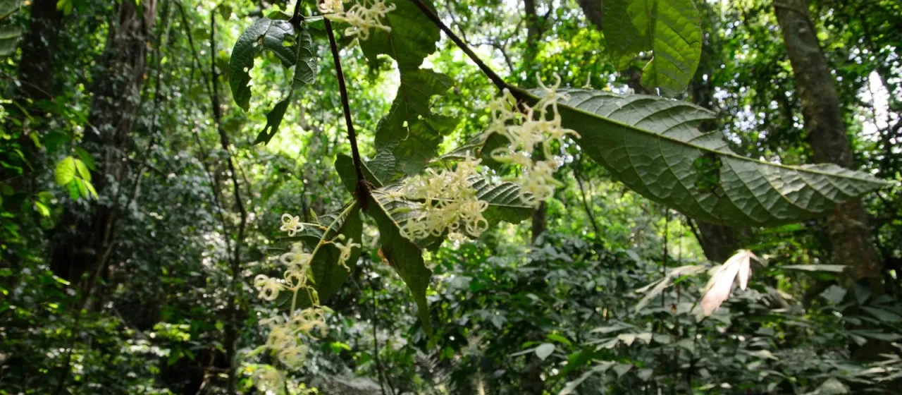 Sterculia hamiltonii
