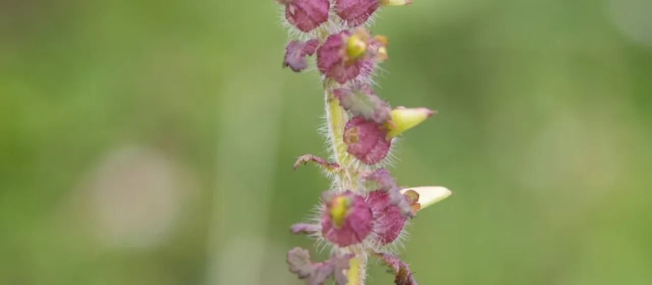 Pedicularis brevifolia