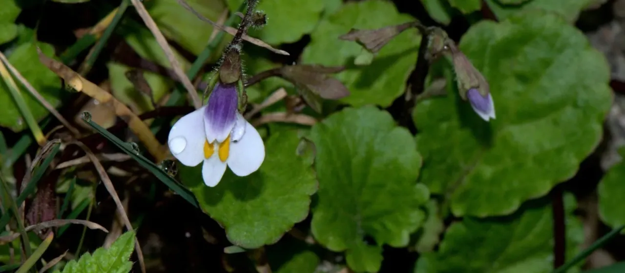 Creeping Mazus