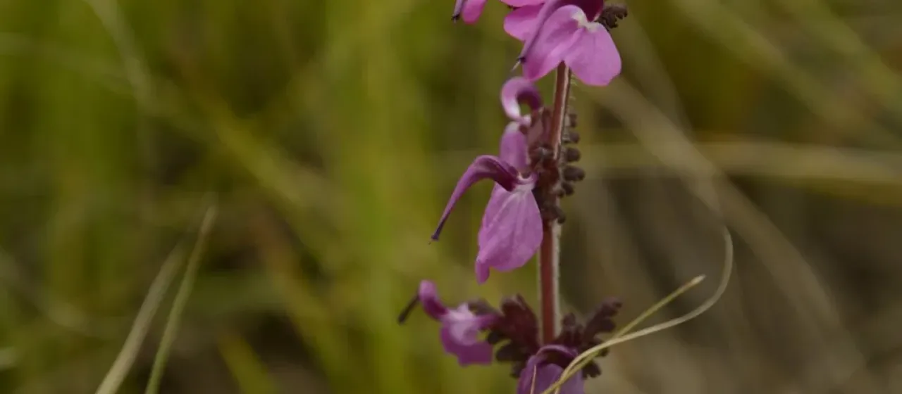 Pedicularis porrecta