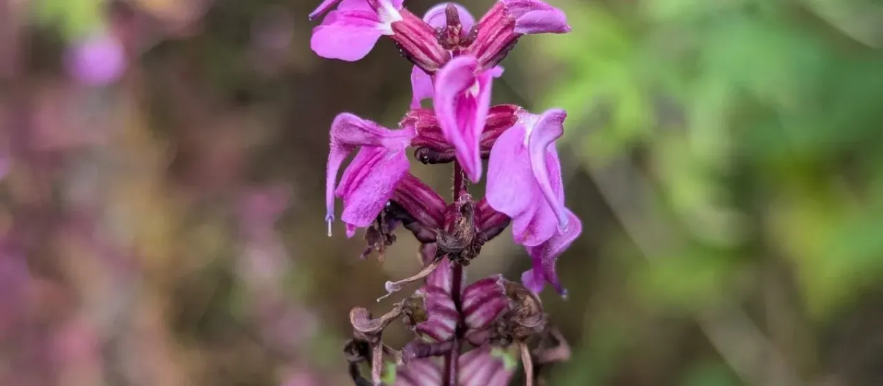 Pedicularis gracilis