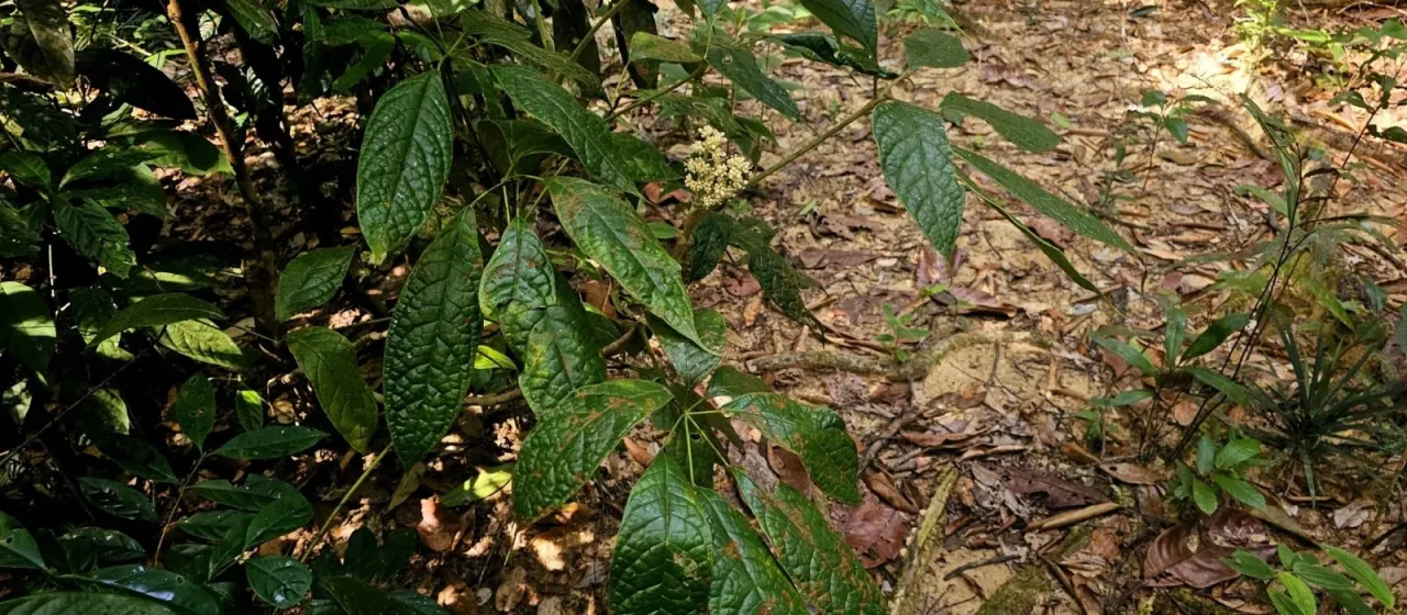 Heptapleurum farinosum