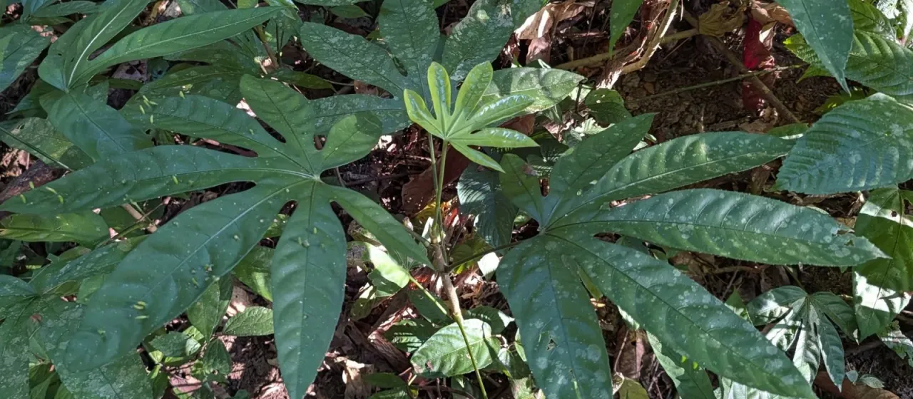 Trevesia palmata