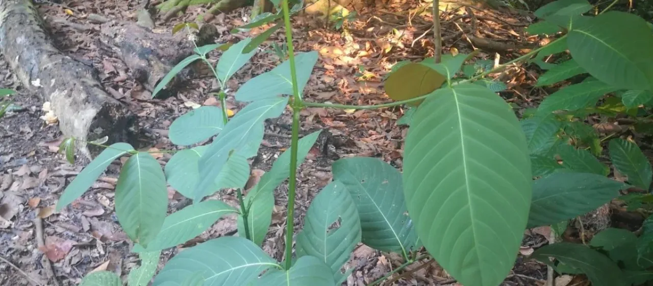Uncaria longiflora