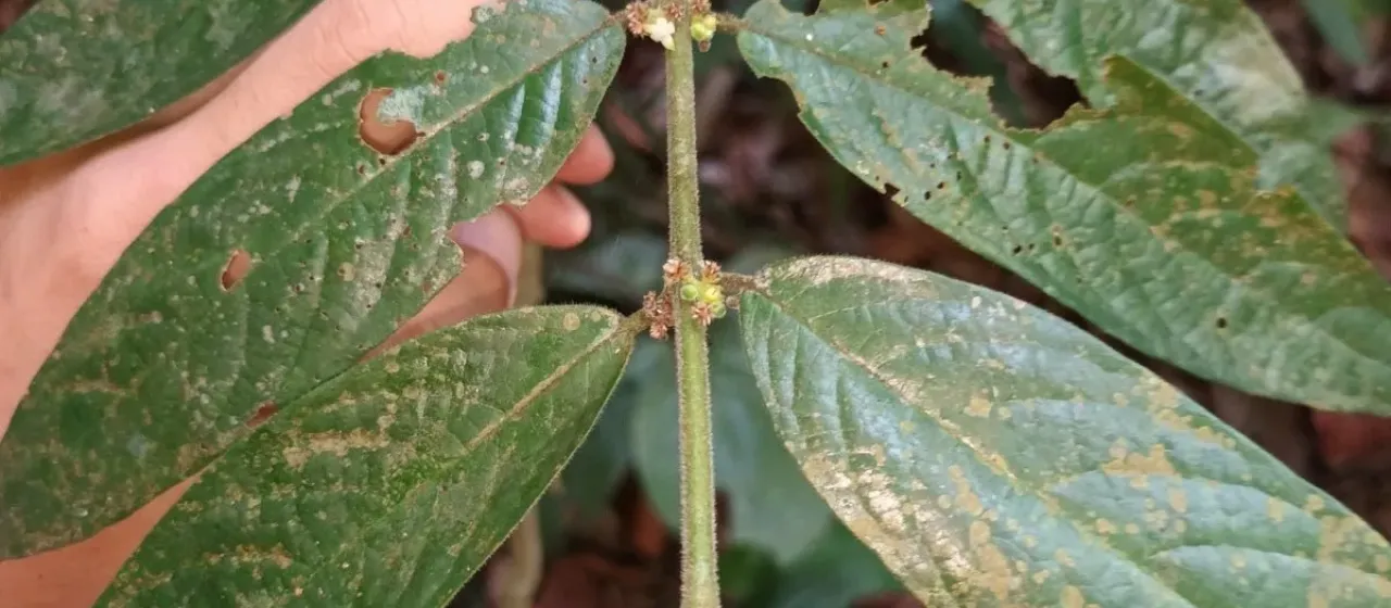 Urophyllum hirsutum