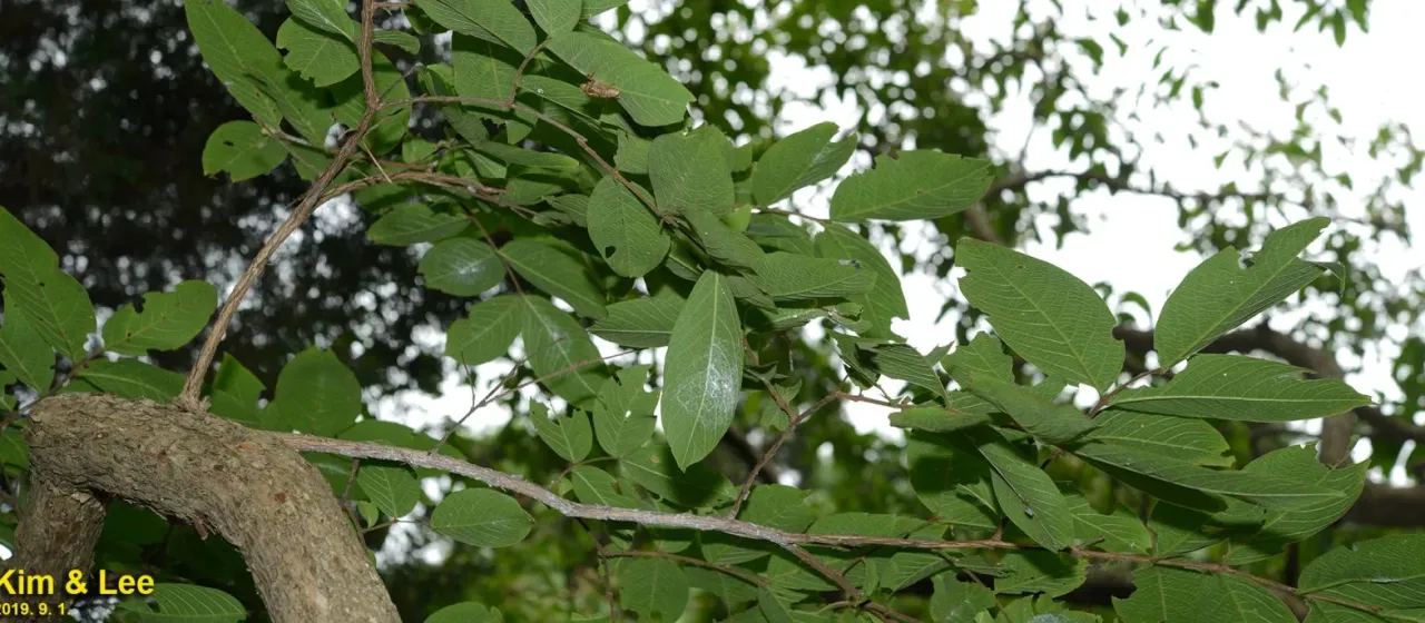 Lagerstroemia limii