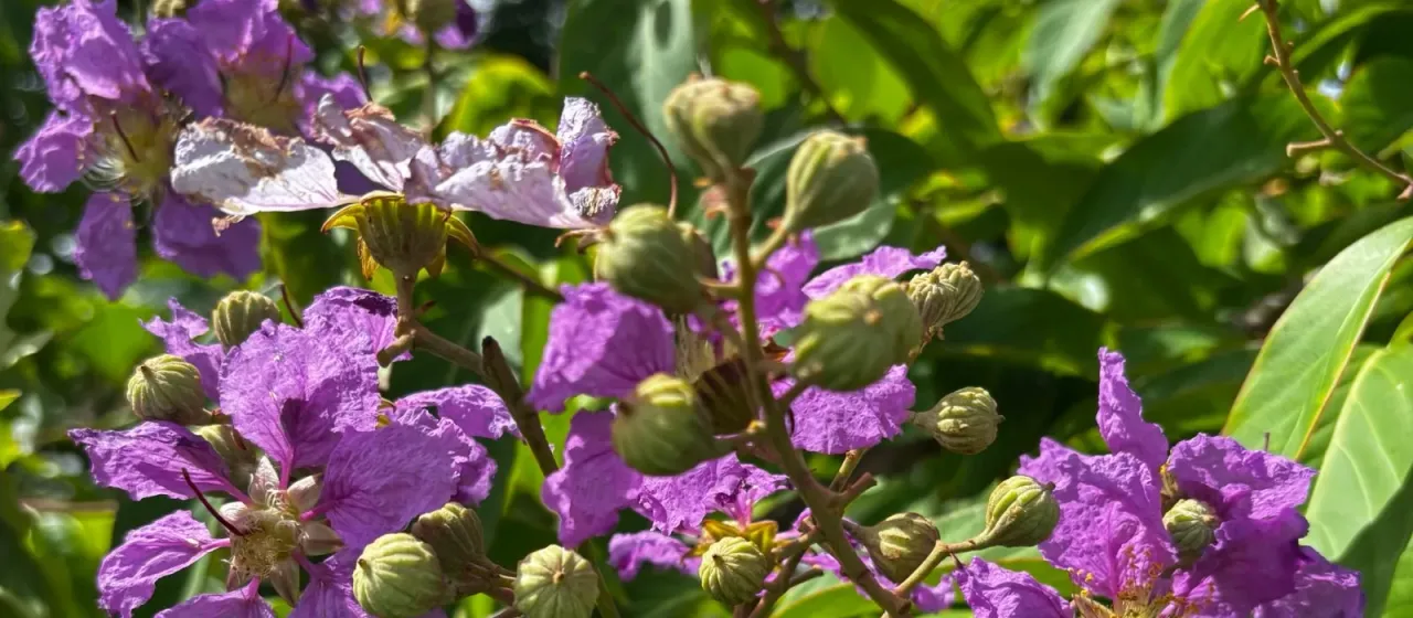 Queen's crape myrtle