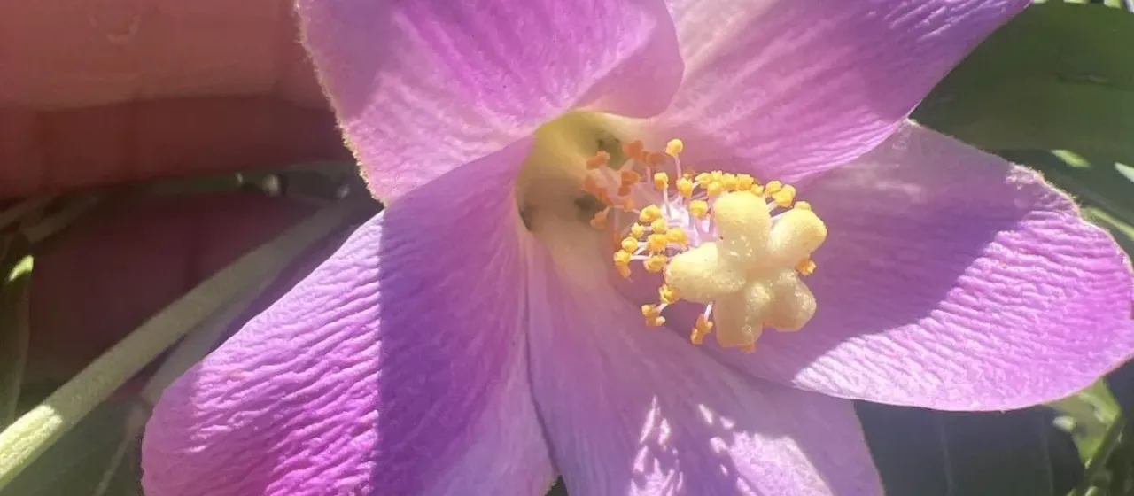 Lagunaria
