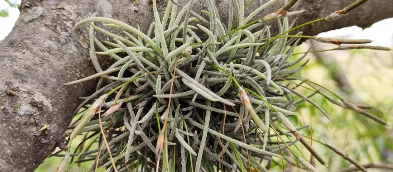 Tillandsia virescens