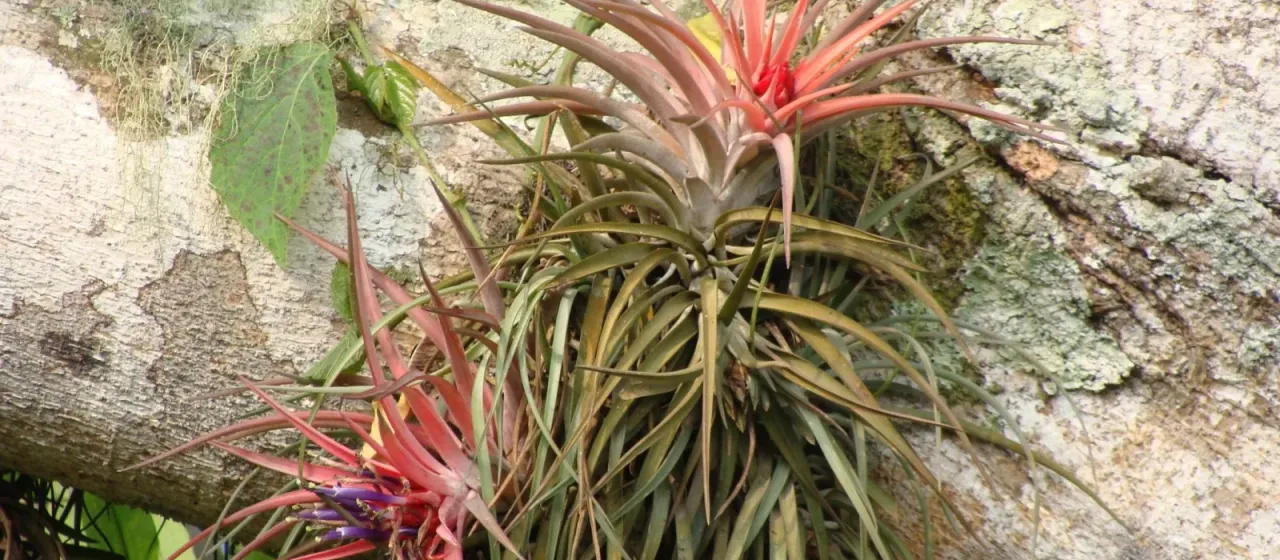 Tillandsia velutina