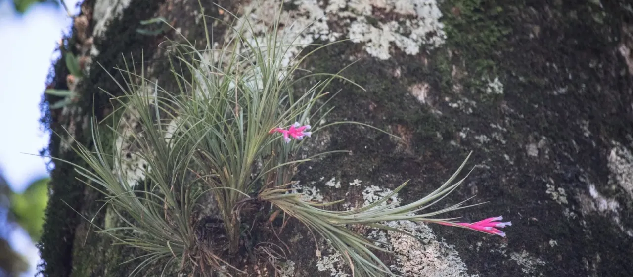 Air plant
