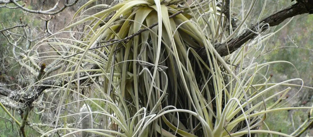 Tillandsia straminea