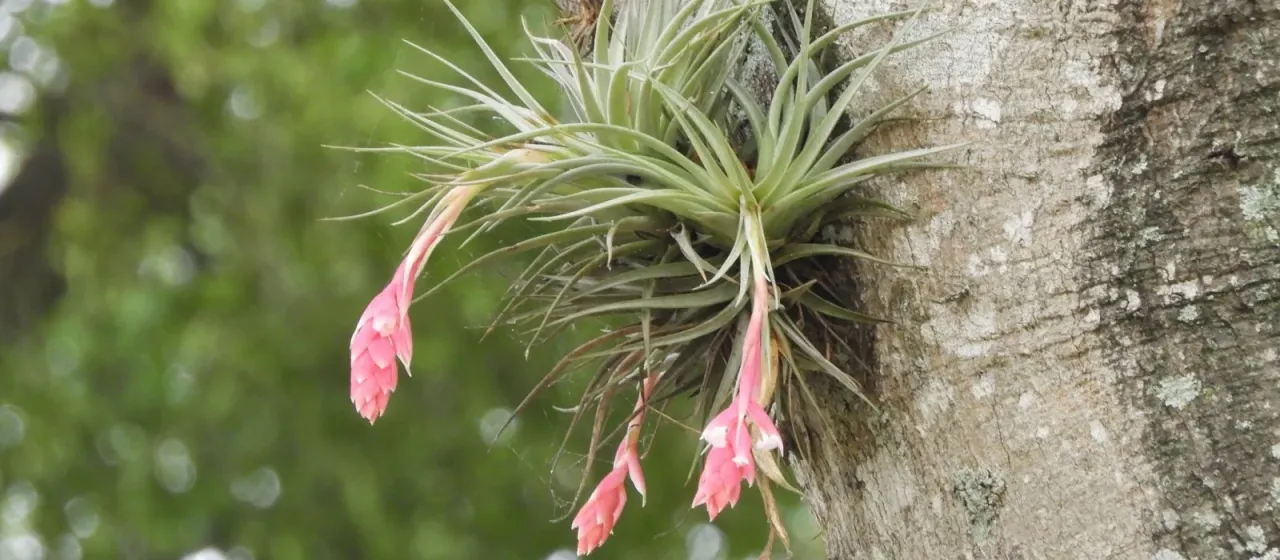 Tillandsia recurvifolia