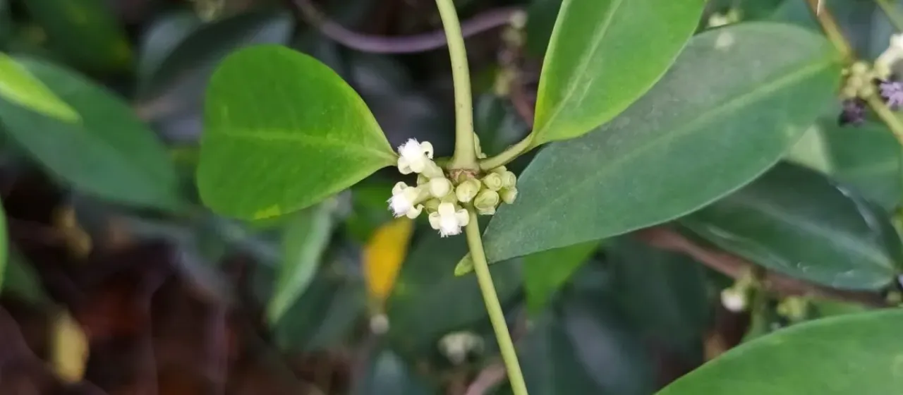 Gynochthodes coriacea