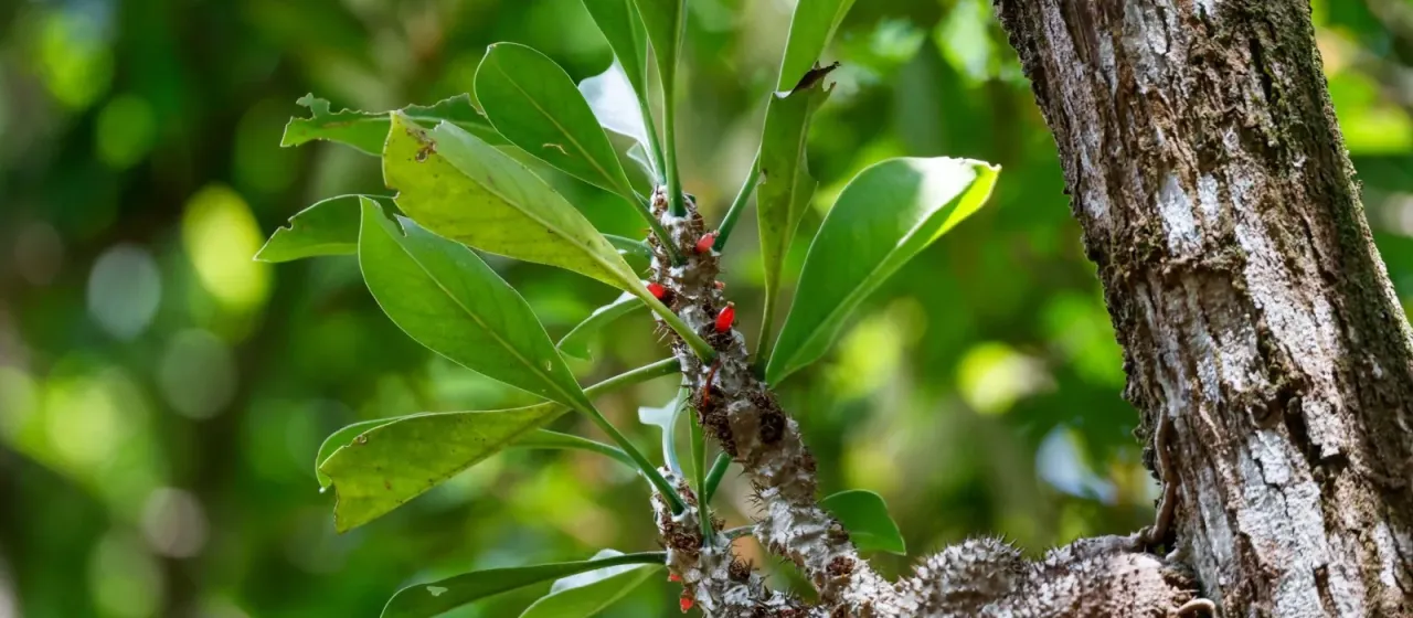 Myrmecodia tuberosa