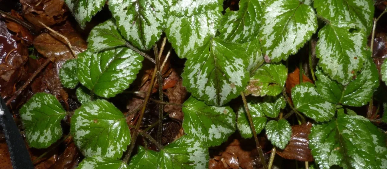 Yellow archangel