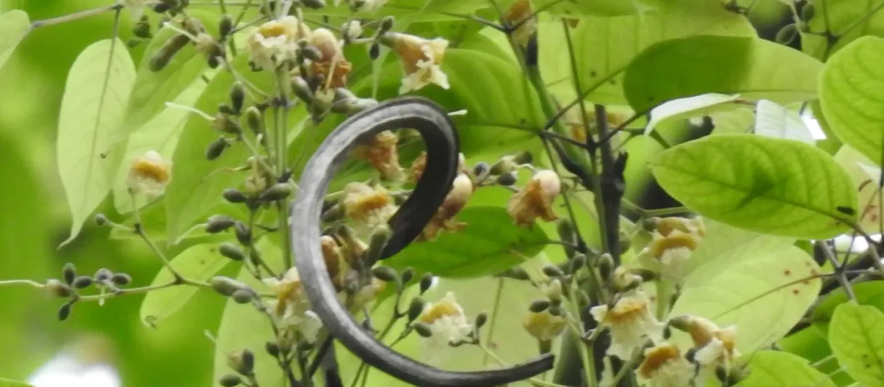 Stereospermum tetragonum