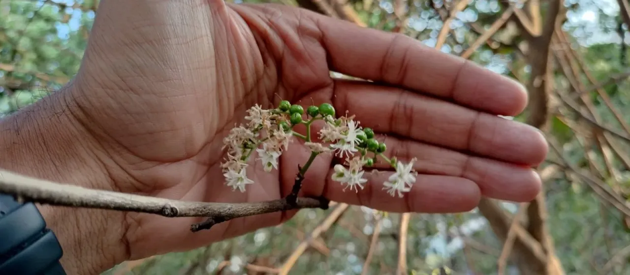 Ehretia aspera