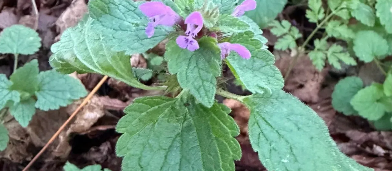 Red dead-nettle