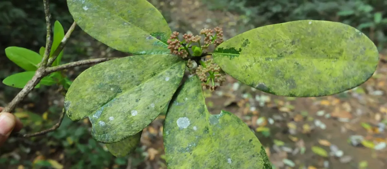Daphniphyllum neilgherrense