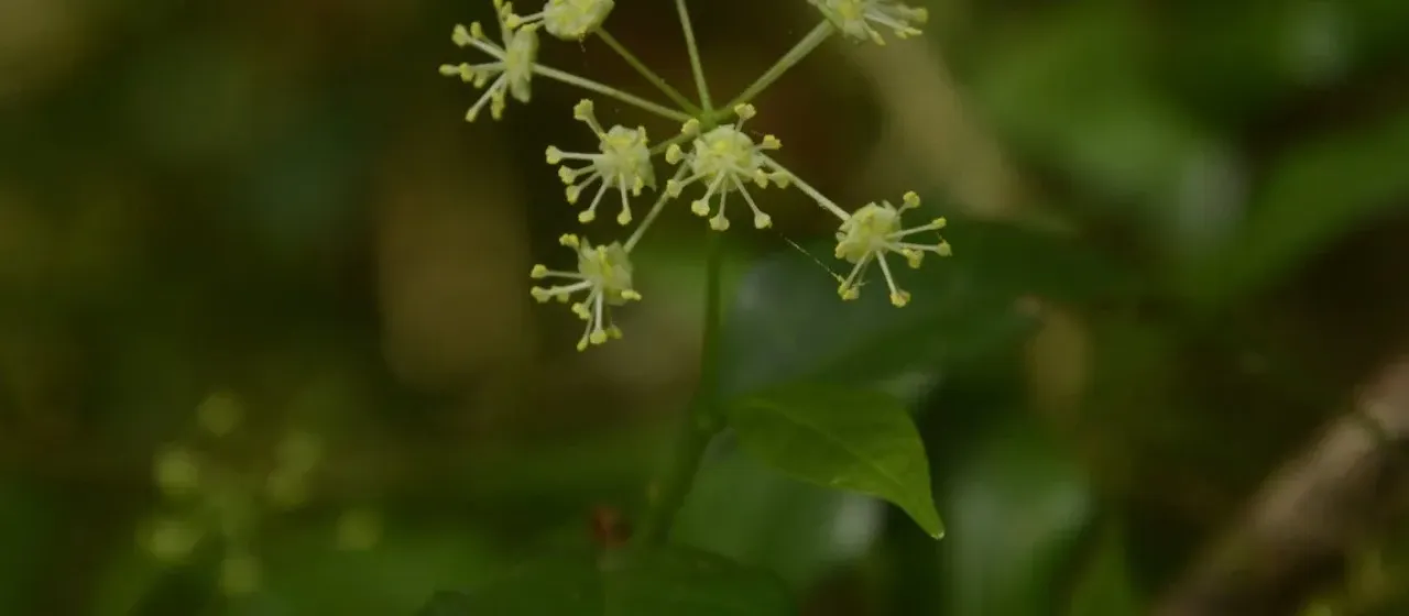 Blachia umbellata