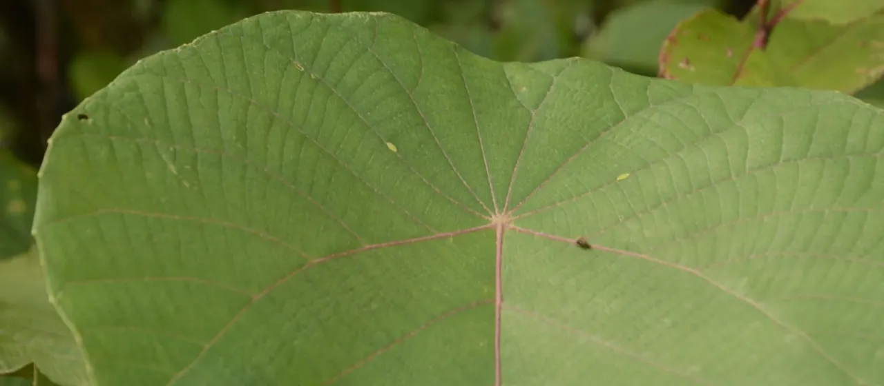 Macaranga indica