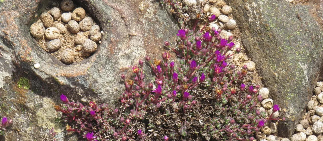 Lampranthus pocockiae
