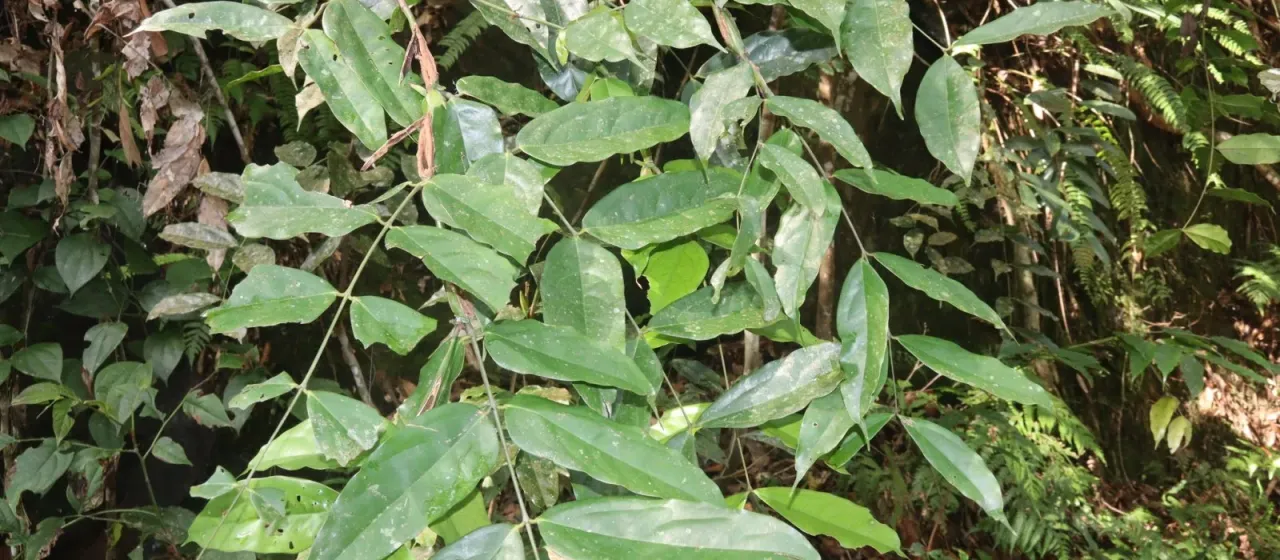 Humboldtia laurifolia