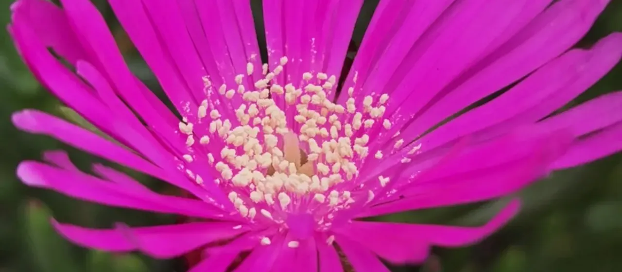 Trailing ice plant
