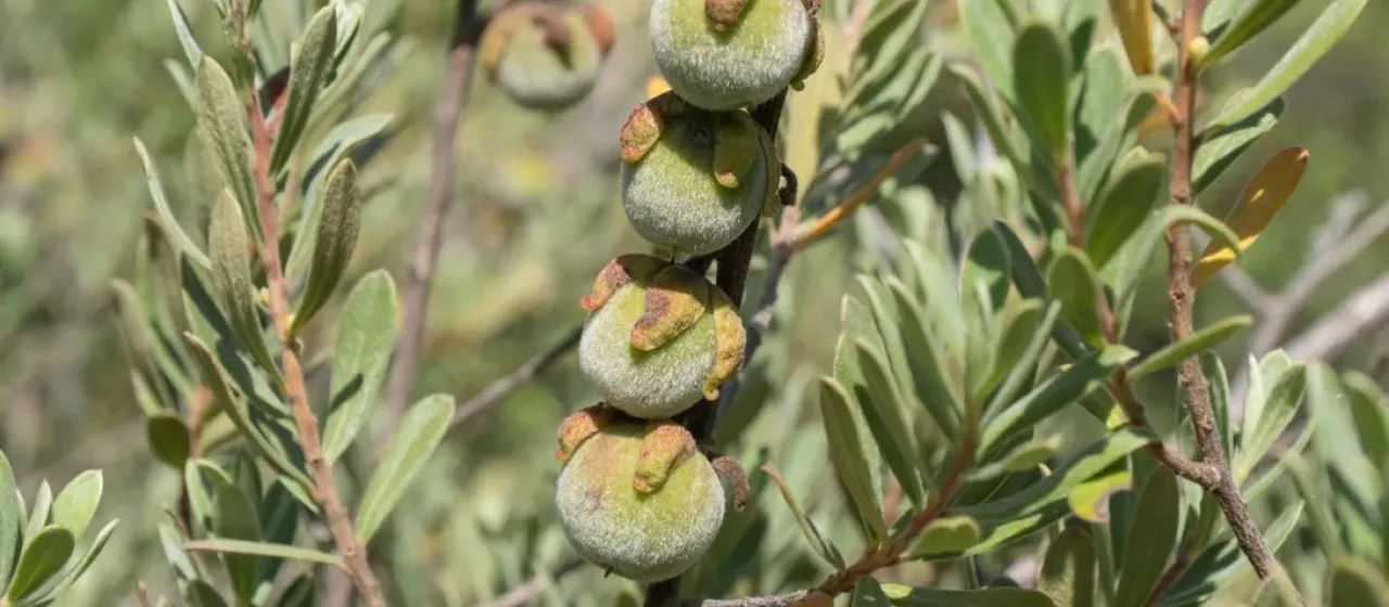 Diospyros pubescens