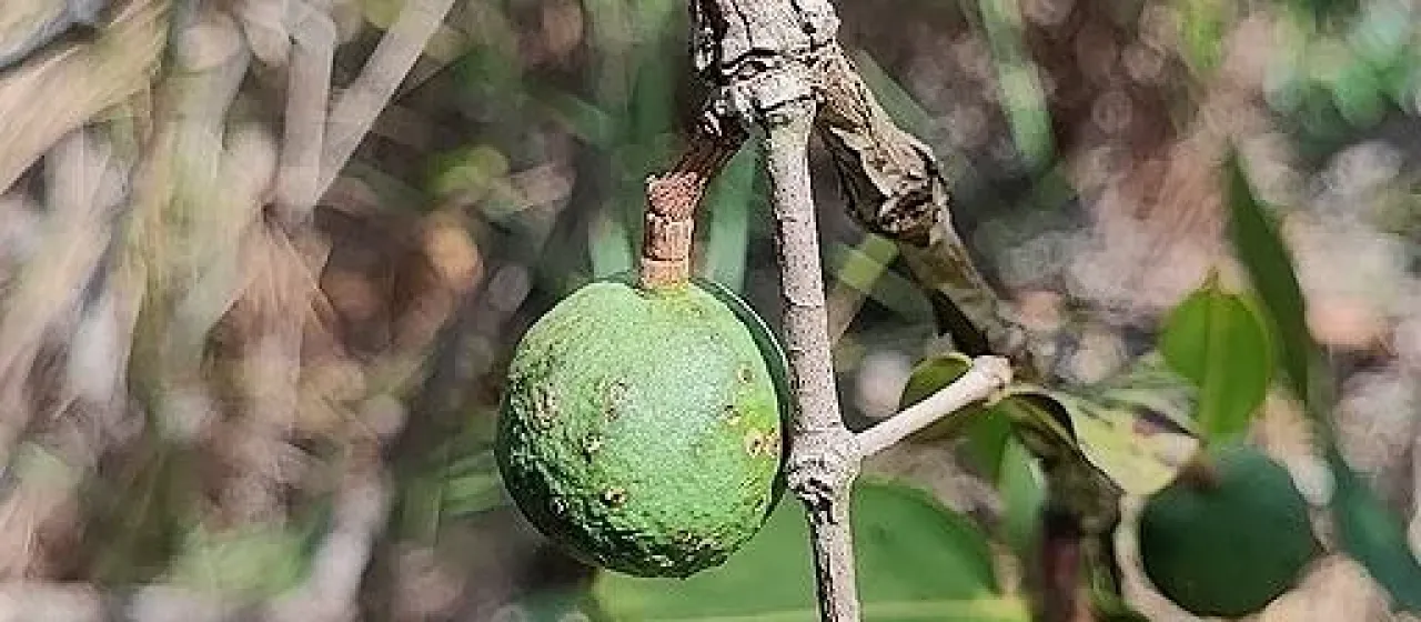 Mouriri elliptica