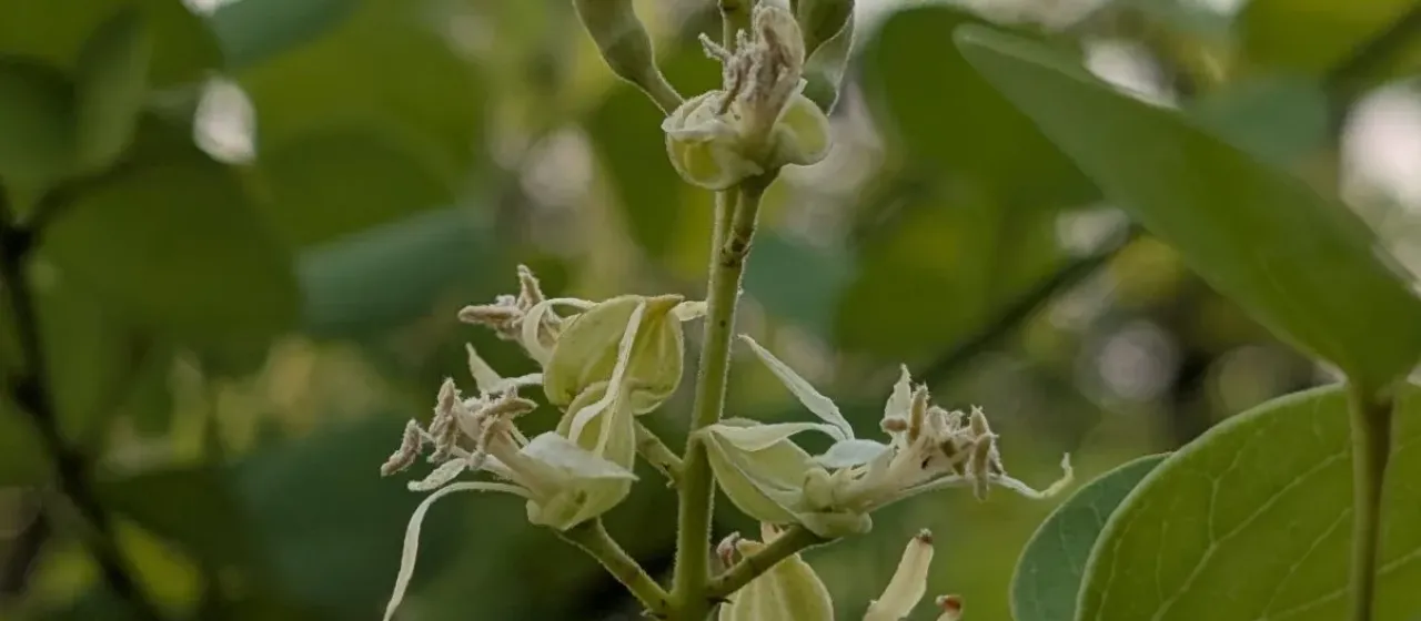 Bauhinia racemosa