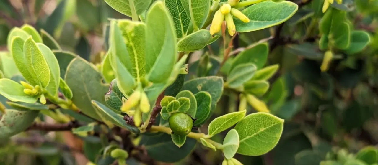 Wikstroemia phillyreifolia