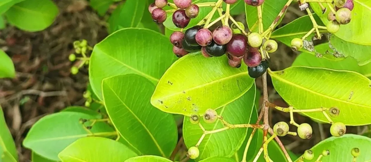 Syzygium caryophyllatum