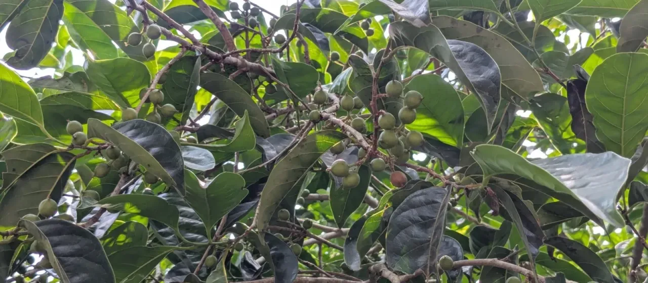 Aporosa cardiosperma